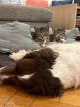 Two brown and white kittens sat snuggling on their bed.